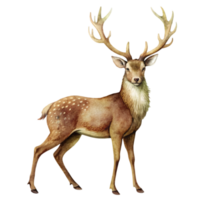 cerf ancien illustration isolé sur transparent Contexte png