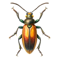 Blister Beetle Vintage Illustration Isolated on Transparent Background png