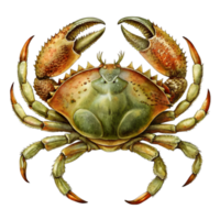Crabe ancien illustration isolé sur transparent Contexte png