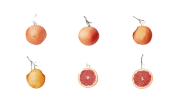 A Branch with Grapefruits and Leaves in Different Stages of Ripeness - Transparent Background png