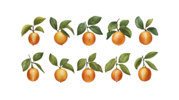 A Branch with Kumquats and Leaves in Different Stages of Ripeness - Transparent Background png