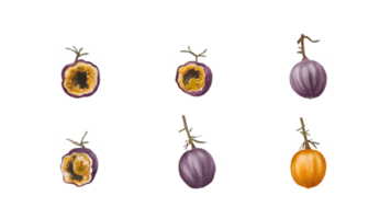 A Branch with Passion Fruits and Leaves in Different Stages of Ripeness - Transparent Background png