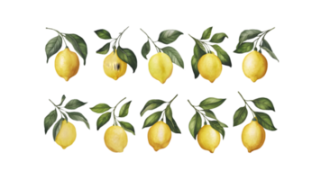 A Branch with Lemons and Leaves in Different Stages of Ripeness - Transparent Background png