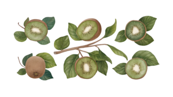 A Branch with Kiwis and Leaves in Different Stages of Ripeness - Transparent Background png
