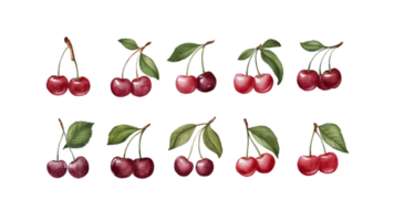 A Branch with Cherries and Leaves in Different Stages of Ripeness - Transparent Background png