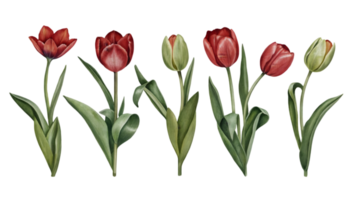 A Set of Flat Tulips Isolated on Transparent Background png