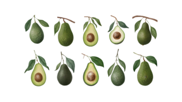 A Branch with Avocados and Leaves in Different Stages of Ripeness - Transparent Background png