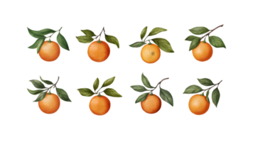 A Branch with Oranges and Leaves in Different Stages of Ripeness - Transparent Background png