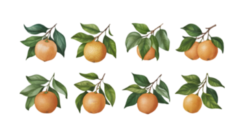 A Branch with Mandarins and Leaves in Different Stages of Ripeness - Transparent Background png