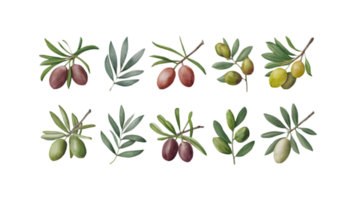 A Branch with Olives and Leaves in Different Stages of Ripeness - Transparent Background png