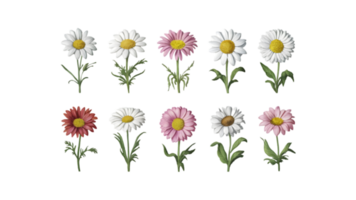 A Set of Nine Watercolor Daisy Flowers Each One Unique - Transparent Background png