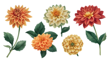 en uppsättning av platt dahlia isolerat på transparent bakgrund png