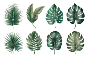 Develop a Collection of Elegant Botanical Leaves - Transparent Background png