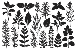 Silhouettes of Medicinal Herb Species - Transparent Background png