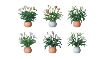 A Set of Six Flat Watercolor Peace Lily Plants - Transparent Background png