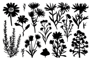 siluetas de alpino planta especies - transparente antecedentes png