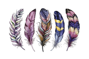 Illustrate a Captivating Series of Feathers Using Watercolor Techniques - Transparent Background png