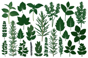 Silhouettes of Medicinal Herb Species in Green - Transparent Background png