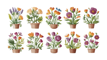 A Set of Watercolor Flowers in Pots Flat - Transparent Background png