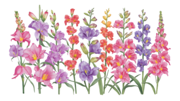 en uppsättning av vattenfärg gladiolus stjälkar platt - transparent bakgrund png