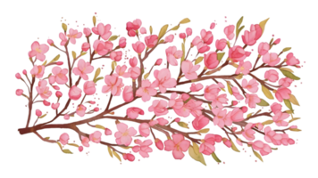 A Set of Watercolor Cherry Blossom Branches Flat - Transparent Background png