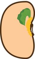 Bean Seed Internal Cross Section Illustration vector