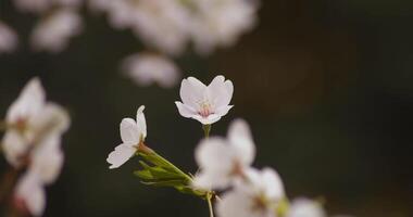 Cherry blossom at the park daytime cloudy closeup video