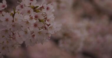 ciliegia fiorire a il parco giorno nuvoloso copyspace video
