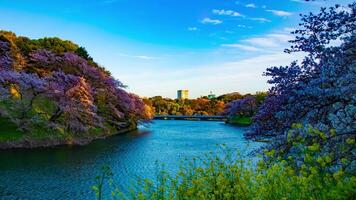 en solnedgång Timelapse av chidorigafuchi damm med körsbär träd i tokyo i vår bred skott panorering video