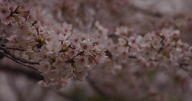 Cherry blossom at the park daytime cloudy closeup video