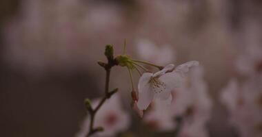 cereja Flor às a parque dia nublado fechar-se video