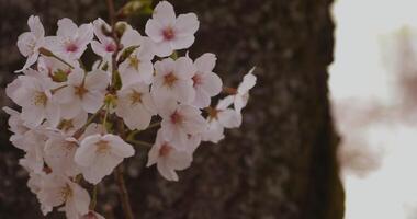 Cherry blossom at the park daytime cloudy copyspace video