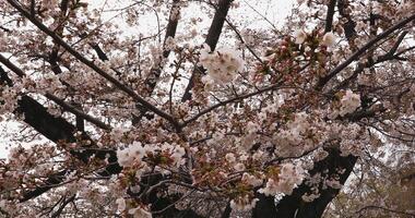 Cereza florecer a el parque tiempo de día nublado video