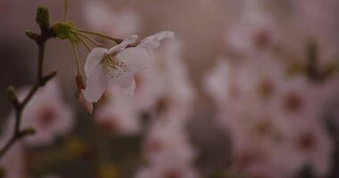 Cherry blossom at the park daytime cloudy copyspace video