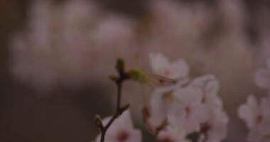 Cherry blossom at the park daytime cloudy closeup video