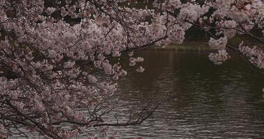 Cherry blossom at the park near the river daytime cloudy long shot video