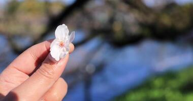 Cherry blossom with hand at Chidorigafuchi in Tokyo handheld video