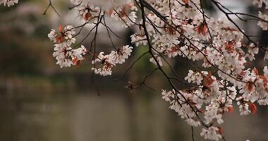 Cherry blossom at the park daytime cloudy video