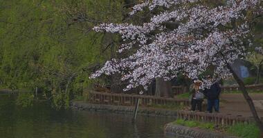 Cherry blossom at the park near the river daytime cloudy long shot video