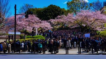 en Timelapse av de folkmassor med körsbär träd på kudanshita gata i tokyo i vår bred skott panorering video