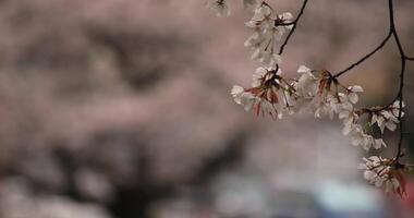 Cherry blossom at the park daytime cloudy copyspace video