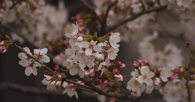 cereja Flor às a parque dia nublado fechar-se video