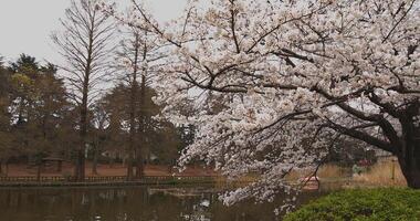 Cherry blossom at the park daytime cloudy wide shot video