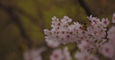 Cherry blossom at the park daytime cloudy copyspace video