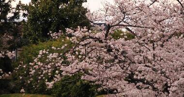 cereja Flor às a parque perto a rio dia nublado grandes tiro video