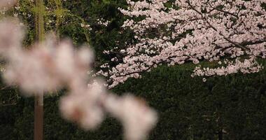 Cherry blossom at the park near the river daytime cloudy long shot video