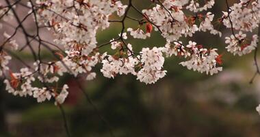 Cherry blossom at the park daytime cloudy video