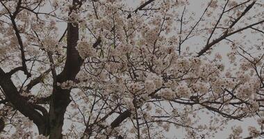 Cherry blossom at the park daytime cloudy wide shot video