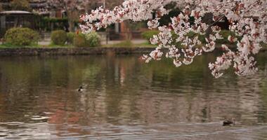 Cherry blossom at the park daytime cloudy copyspace video