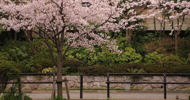 Cherry blossom at the park near the river daytime cloudy long shot video